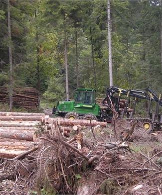 Lavori Nel Bosco